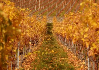 Cabernet Perroy