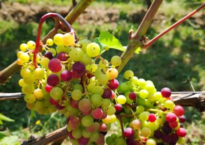 domaine-viticole-vignoble-la-cote-vaud