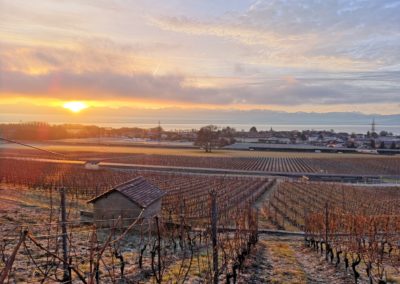 domaine-viticole-vignoble-la-cote-vaud