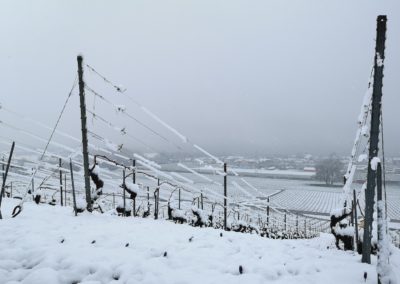 domaine-viticole-vignoble-la-cote-vaud