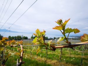 domaine-viticole-vignoble-la-cote-vaud
