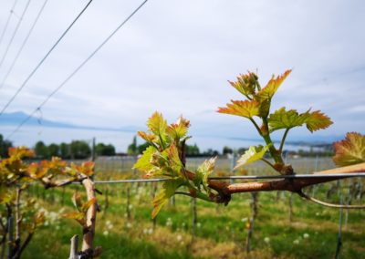 domaine-viticole-vignoble-la-cote-vaud