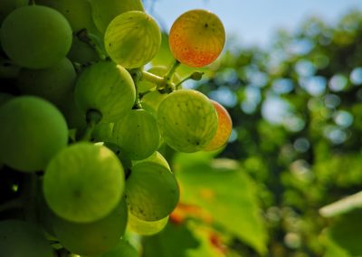 domaine-viticole-vignoble-la-cote-vaud