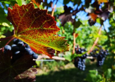 domaine-viticole-vignoble-la-cote-vaud