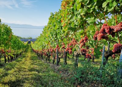 domaine-viticole-vignoble-la-cote-vaud