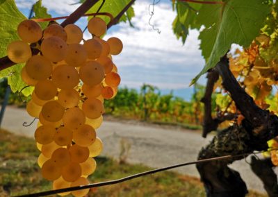 domaine-viticole-vignoble-la-cote-vaud