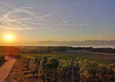 domaine-viticole-vignoble-la-cote-vaud