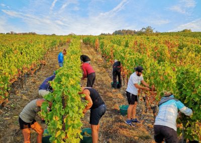 domaine-viticole-vignoble-la-cote-vaud
