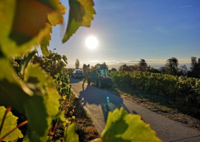 domaine-viticole-vignoble-la-cote-vaud