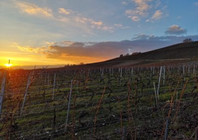 domaine-viticole-vignoble-la-cote-vaud